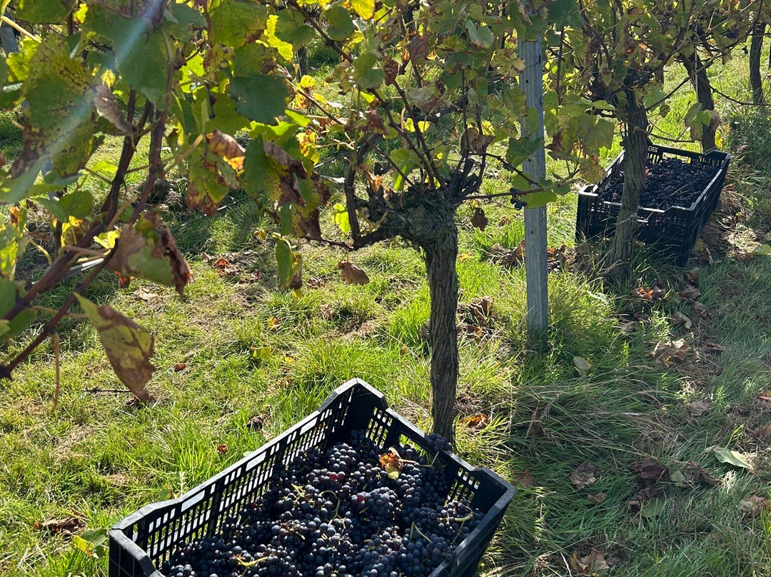 Woodchurch Vineyard-Woodchurch必去景点