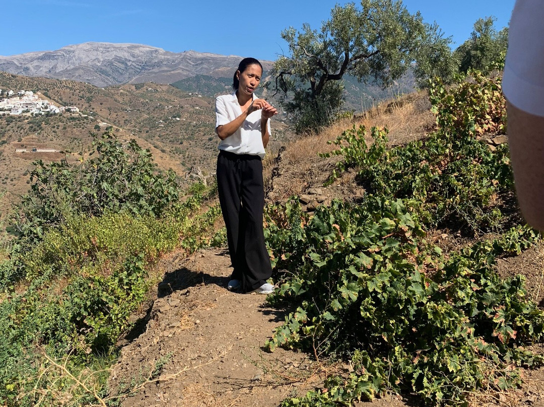 Bodegas Bentomiz-Sayalonga必去景点