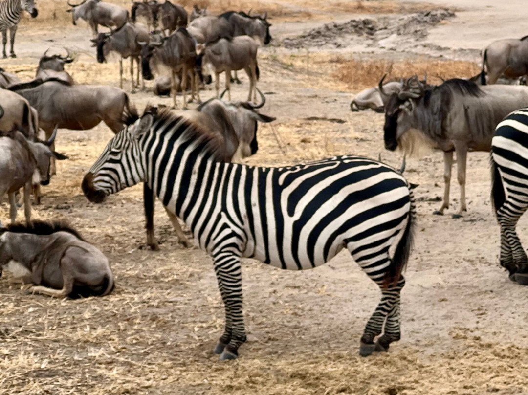 Shemeji Safari-阿鲁沙必去景点