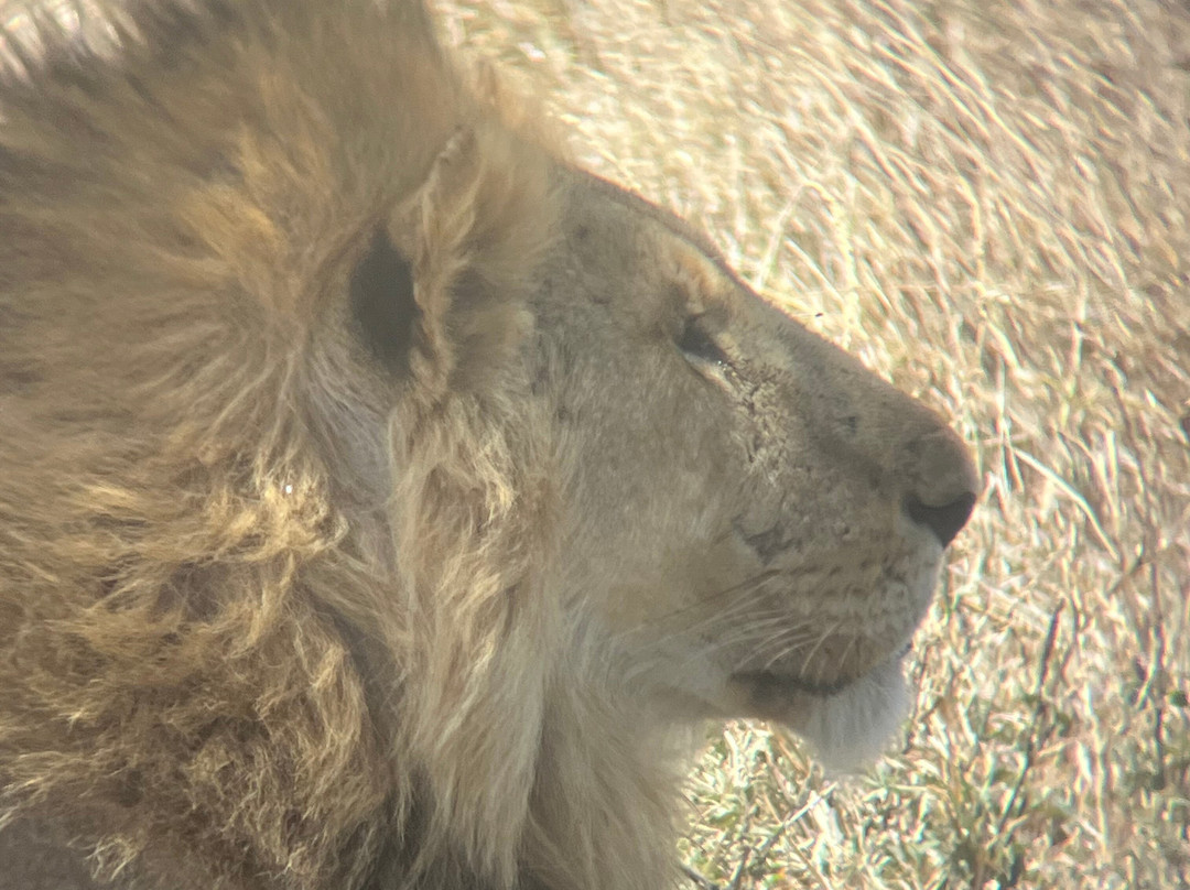 Shemeji Safari-阿鲁沙必去景点