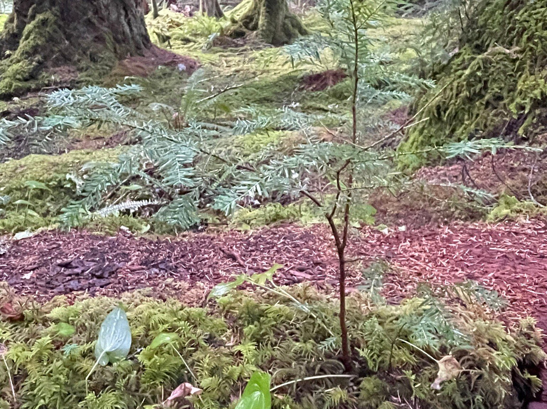 Ancient Groves Trail-安吉利斯港必去景点