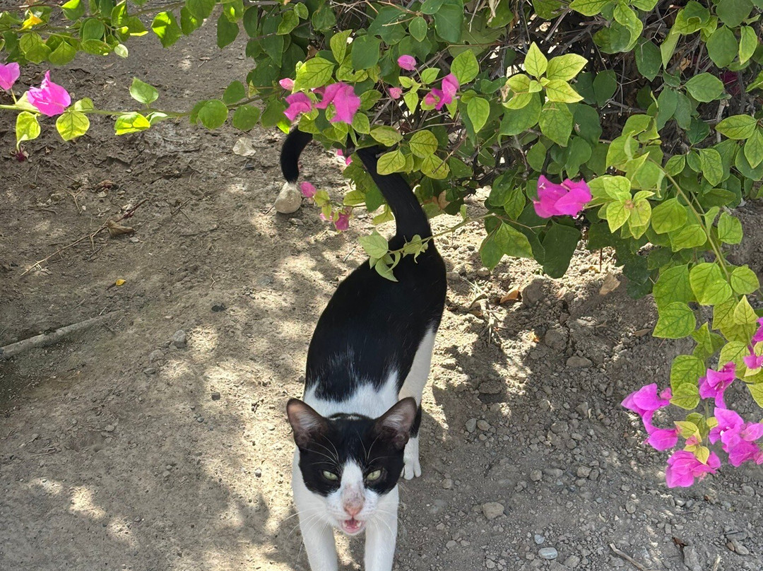 Falaj Daris Park-尼日瓦必去景点