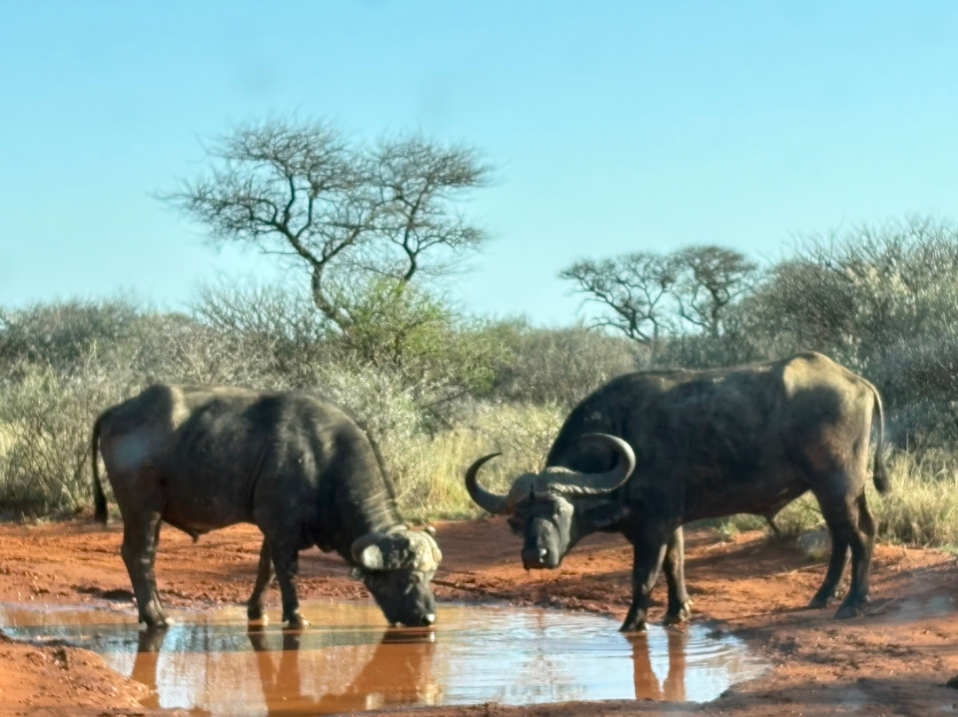 Mokala National Park-金伯利必去景点