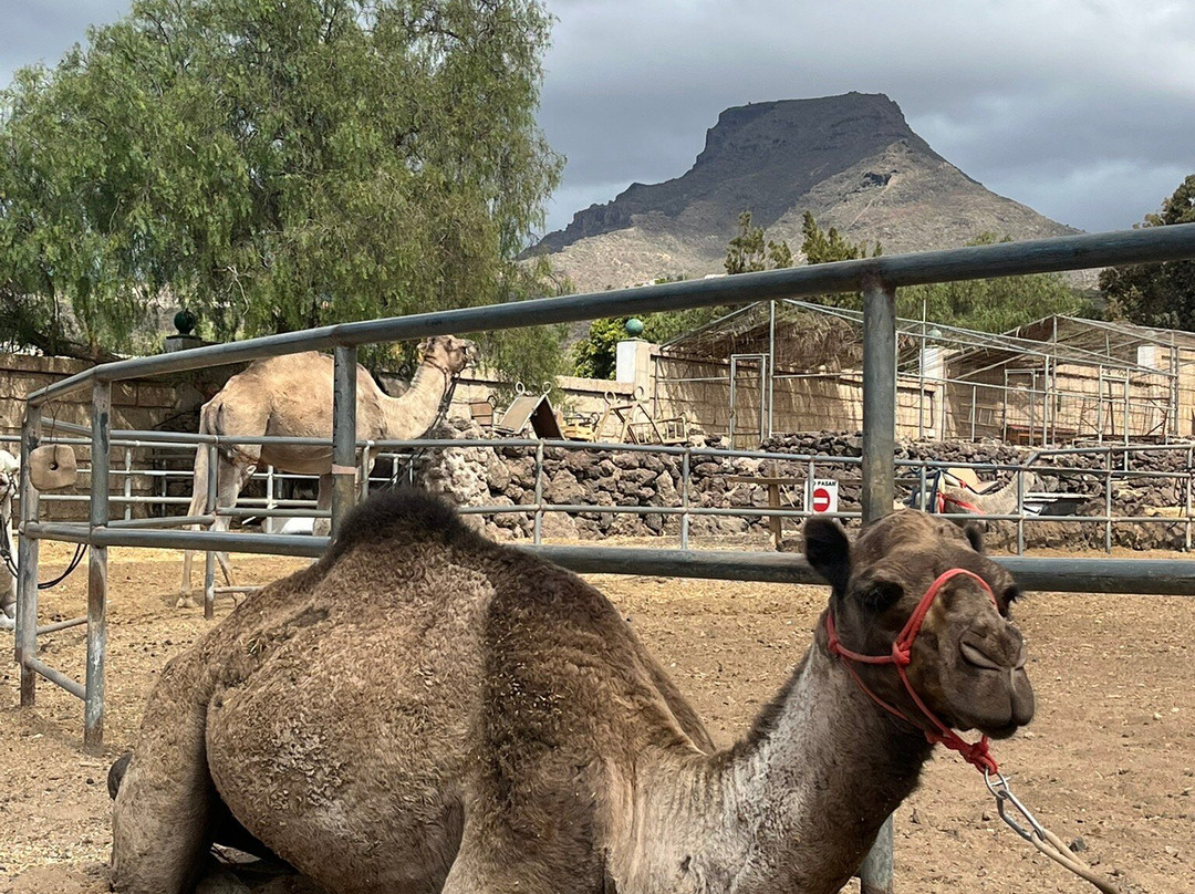 Camel Park-阿罗纳必去景点