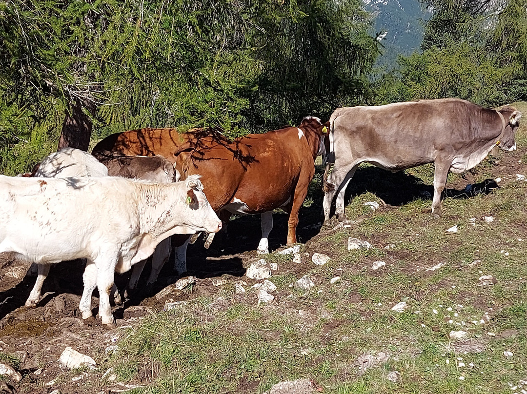 Prato Piazza Mountain-Braies必去景点
