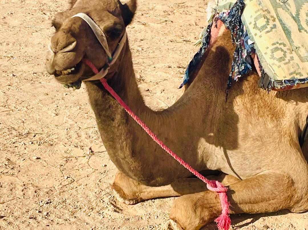 Dune Trek Tours-马拉喀什必去景点