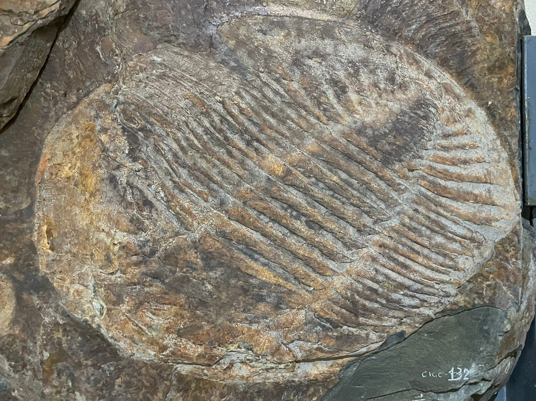 Museu Das Trilobites-阿洛卡必去景点