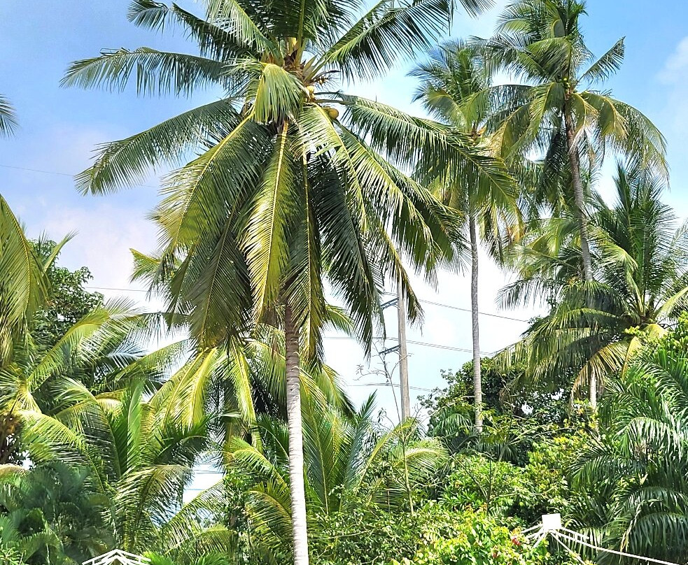 La Rhumerie De Koh Samui-Na Mueang必去景点