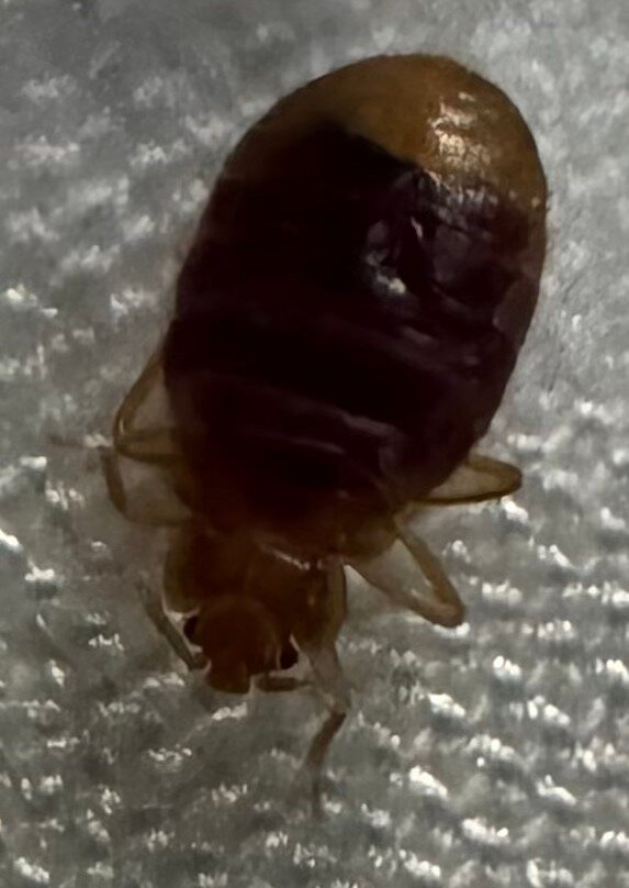 Best Western Plus Plattsburgh主图