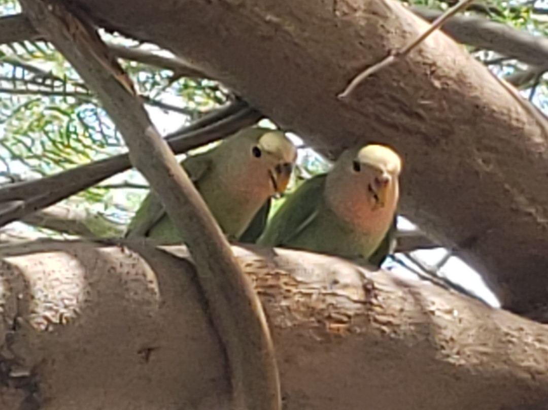 Fountain Hills Lake Overlook Trail-Fountain Hills必去景点