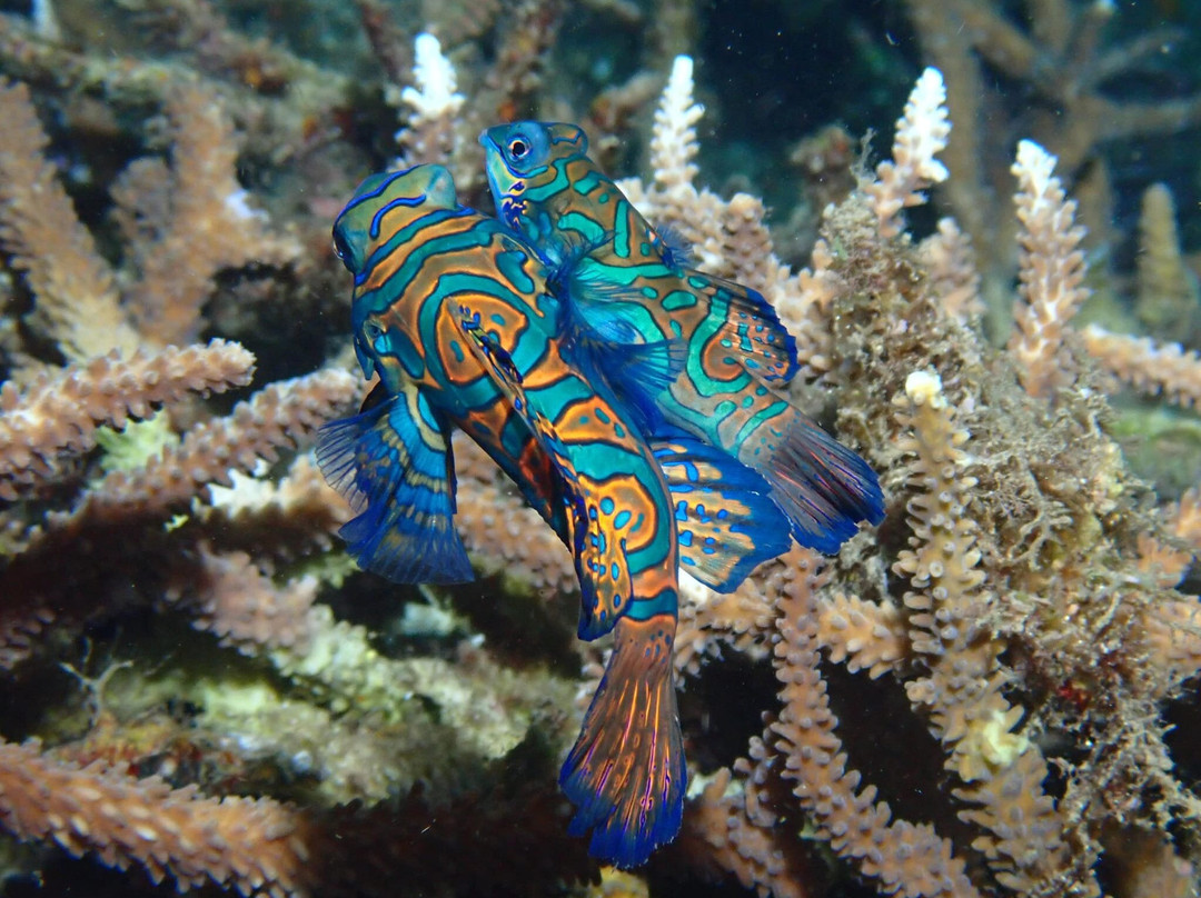 Thalassa Dive Resort Lembeh主图