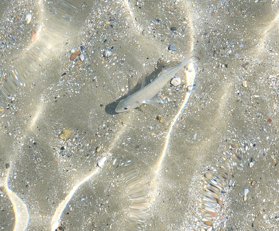 Gialiskari Beach-Agios Spyridonas必去景点