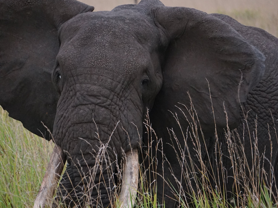 Devine African Safaris-吉佳利必去景点