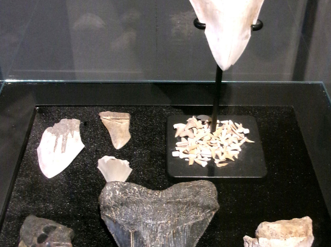 Moyse's Hall Museum-圣埃德蒙兹伯里必去景点