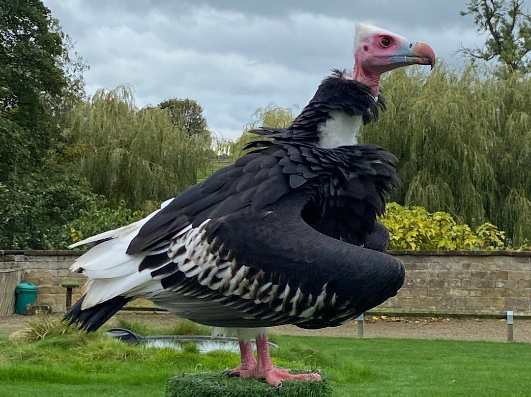 Thirsk Birds Of Prey Centre-瑟斯克必去景点