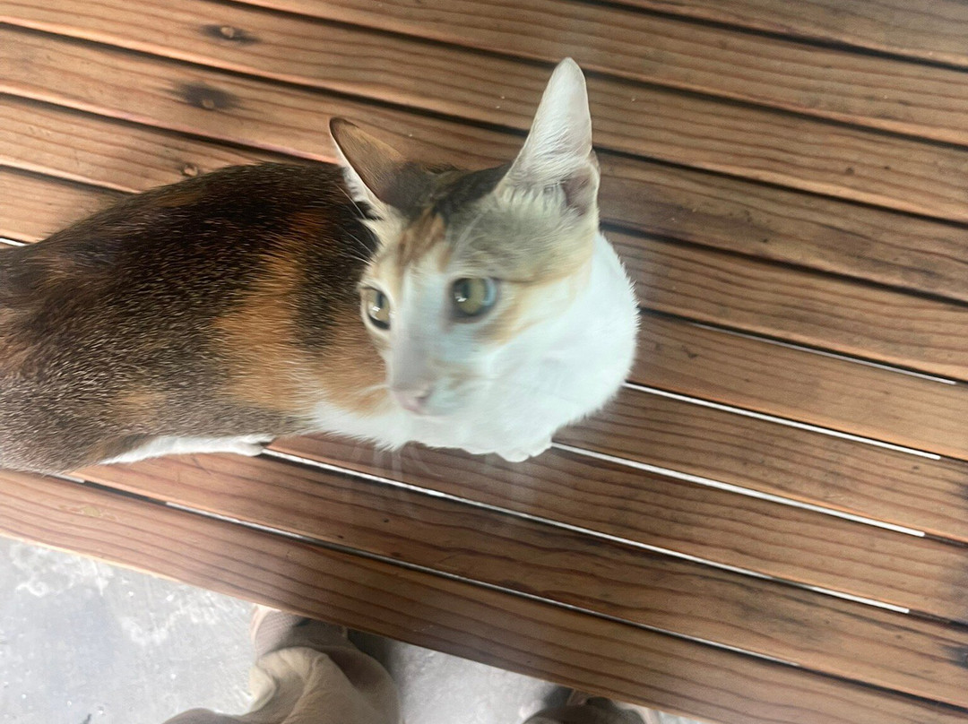 Amphibuzz Dive-Thulusdhoo Island必去景点