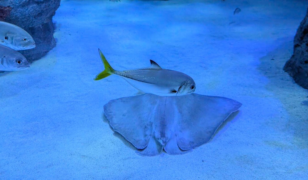 Mote Marine Laboratory & Aquarium-萨拉索塔必去景点
