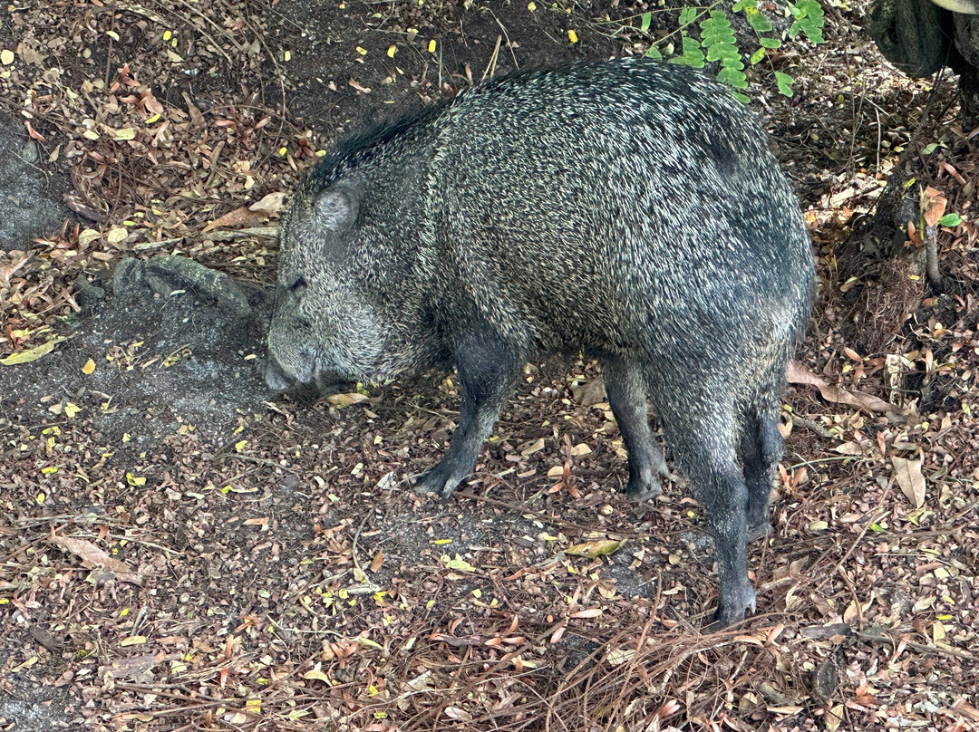 Guyana Zoological Park-乔治城必去景点
