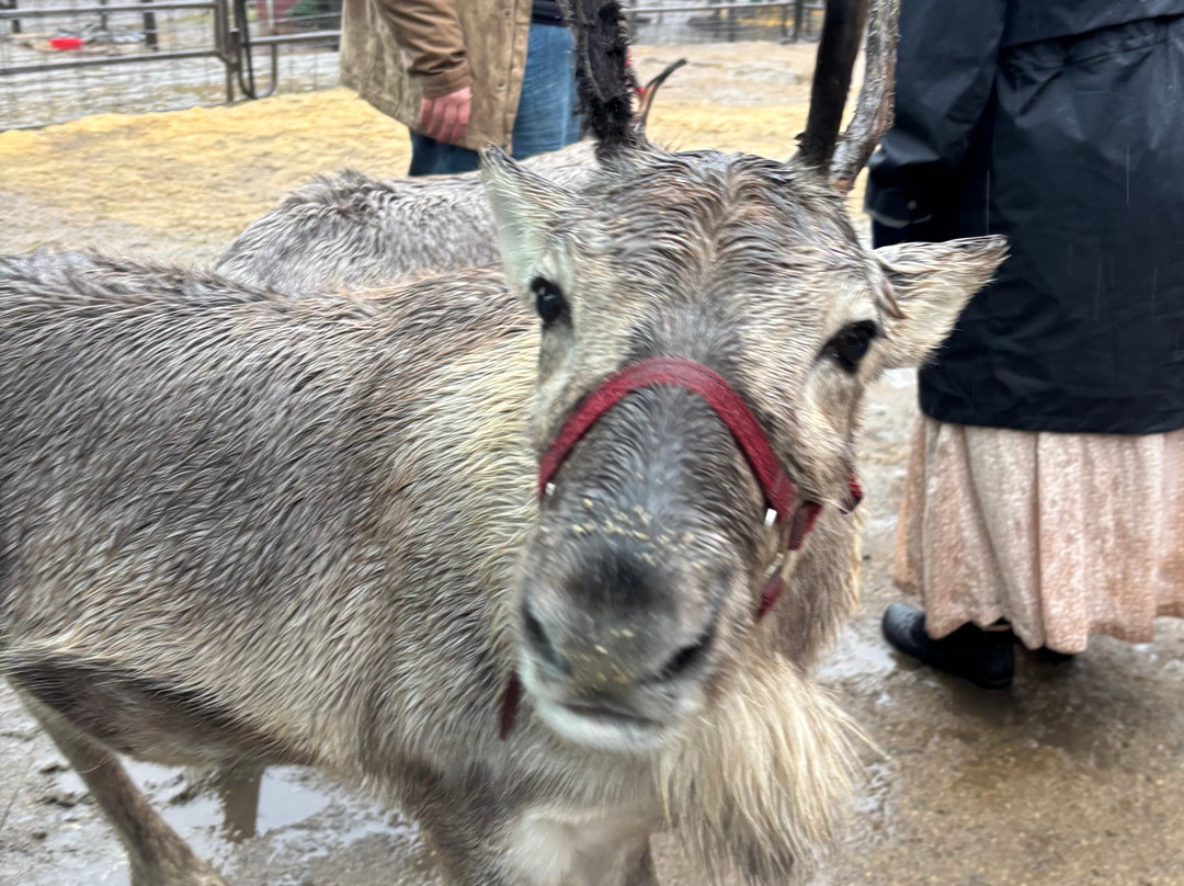 Leavenworth Reindeer Farm-莱文沃思必去景点