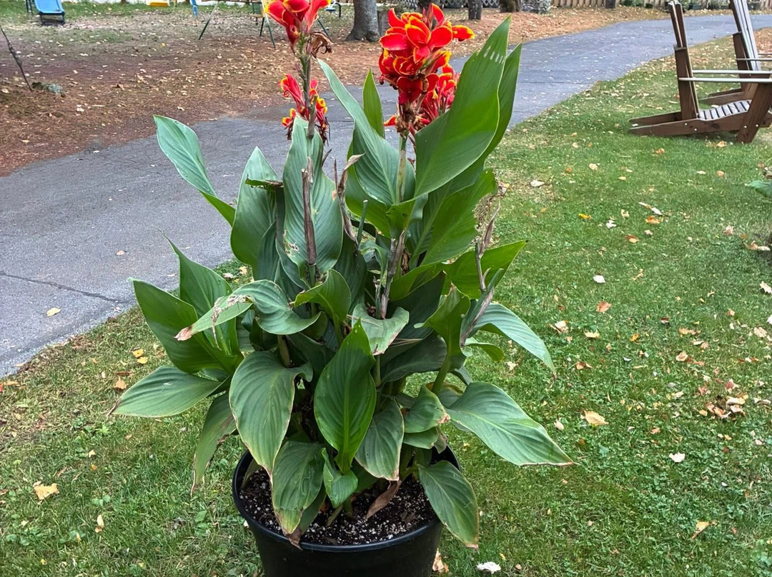 Nelson's Cottages主图