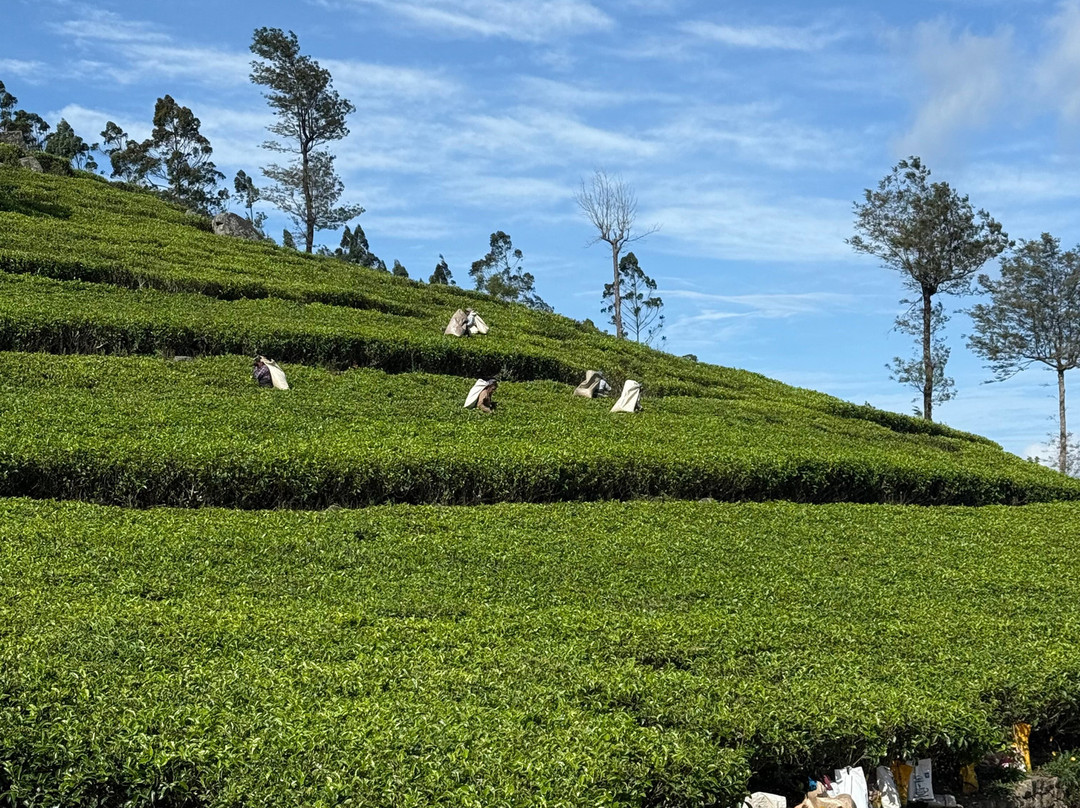 Travel Trail With Pulendran Gobi-埃勒必去景点
