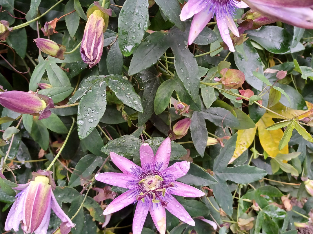 Park Pallavicino-斯特雷萨必去景点