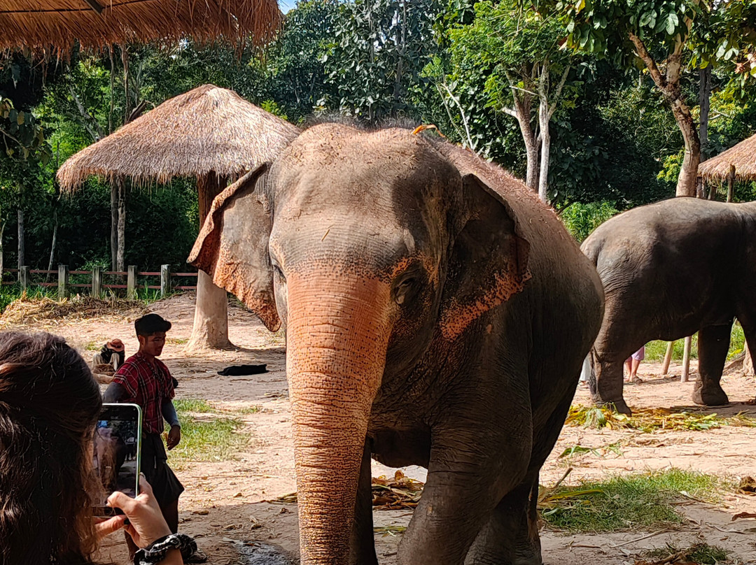Maerim Elephant Sanctuary-夜林必去景点