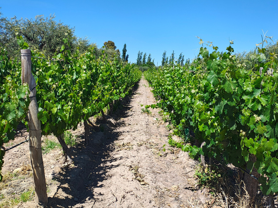Bodega Atilio Avena-门多萨必去景点