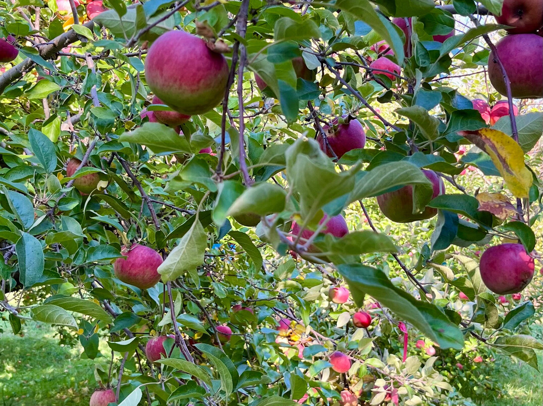 Poverty Lane Orchards & Farnum Hill Cider-莱巴嫩必去景点