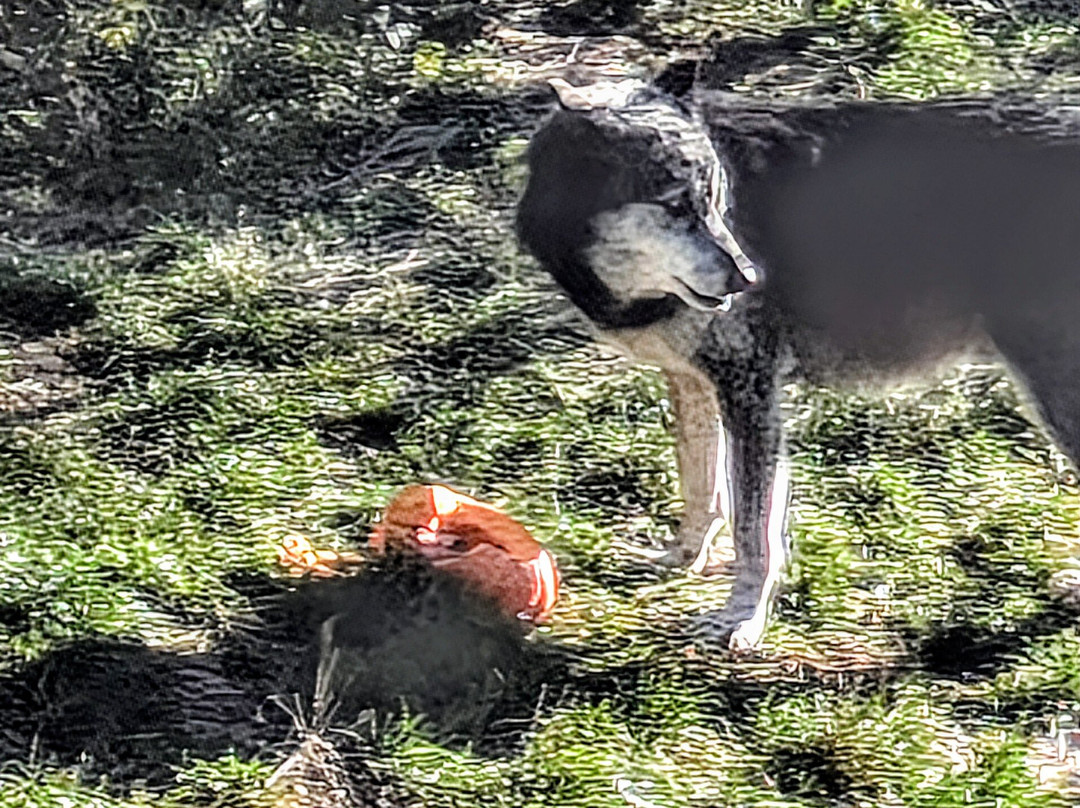 Les Loups du Gevaudan-Saint-Leger-de-Peyre必去景点