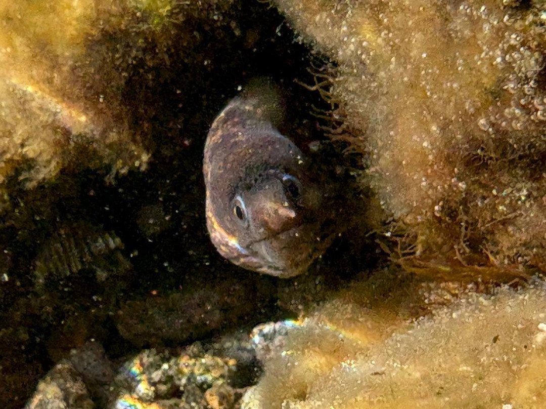 Mister Jump Diving Ustica-Ustica必去景点