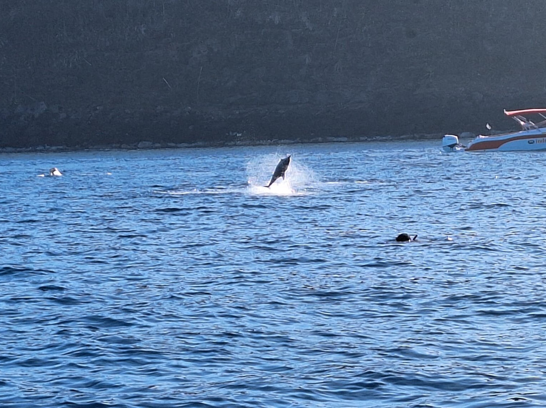 Whales Watching & Swimming With Dolphins In Mauritius-塔玛琳必去景点