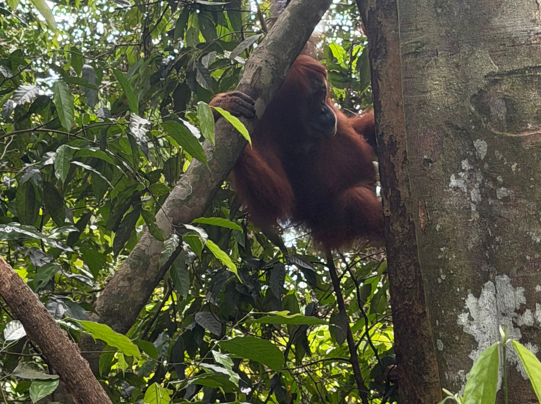 Bukit Lawang Jungle Trekking-武吉拉旺必去景点