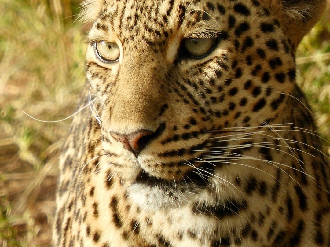 The Safari Company Ltd-Karen必去景点