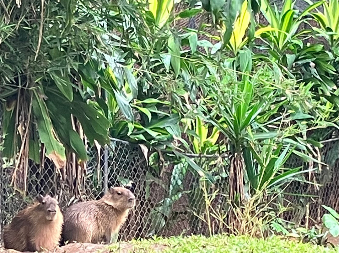 Rescate Wildlife Rescue Center-阿拉辉拉必去景点
