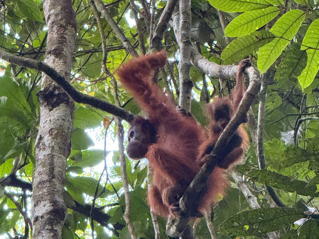 Jhony Jungle Trekking-Ketambe必去景点