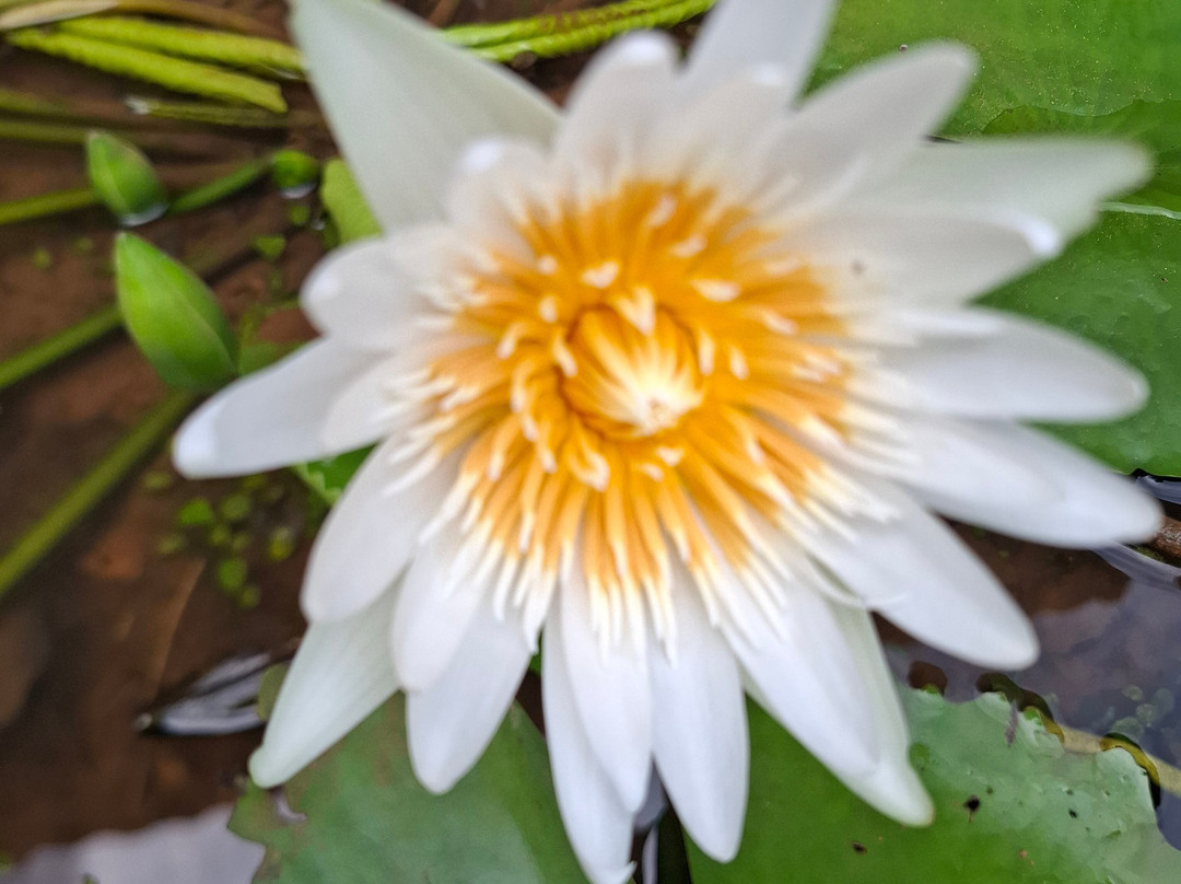 Shantitheeram Ayurveda主图