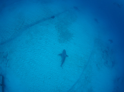 Jaguar Divers-普拉亚德尔卡曼必去景点