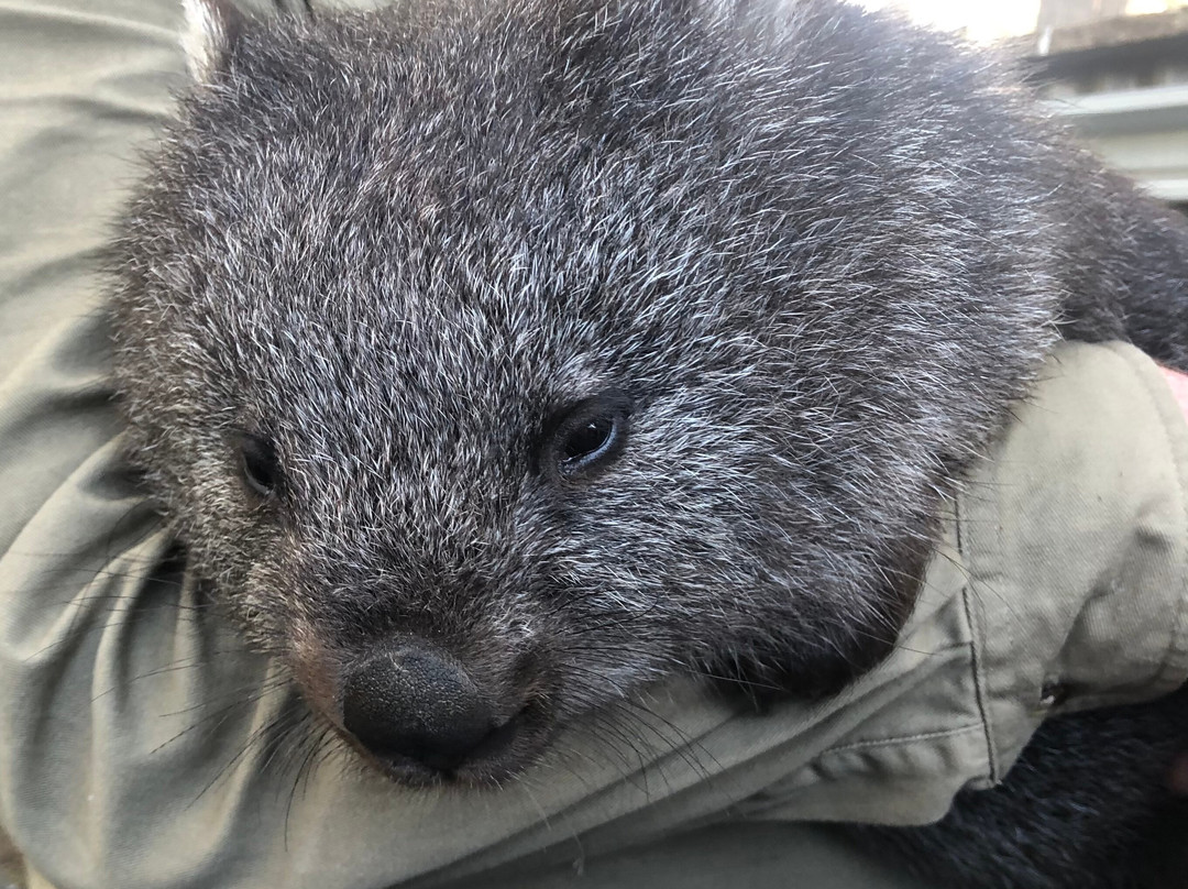 Trowunna Wildlife Sanctuary-茉莉溪必去景点