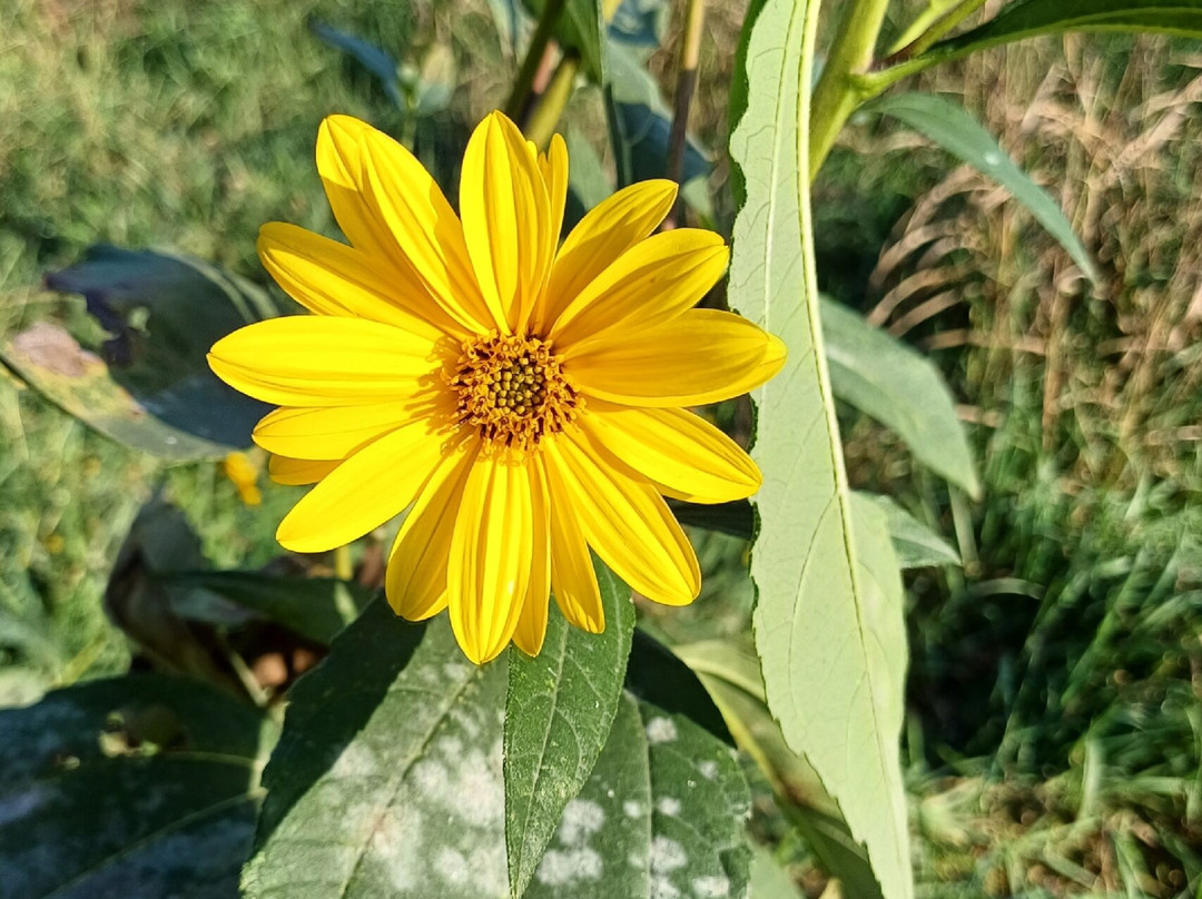 Parco Dei Tigli-切萨诺马代尔诺必去景点