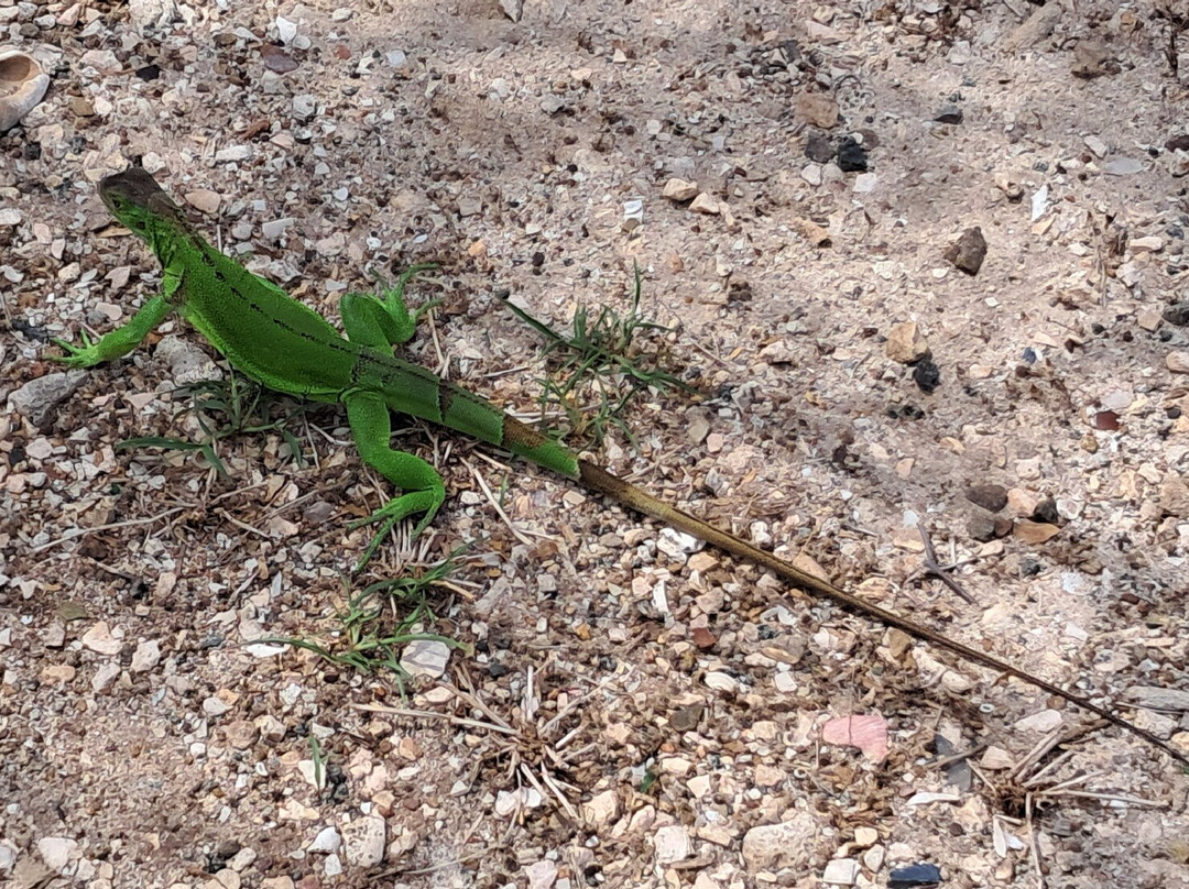 Boca Catalina-Noord必去景点