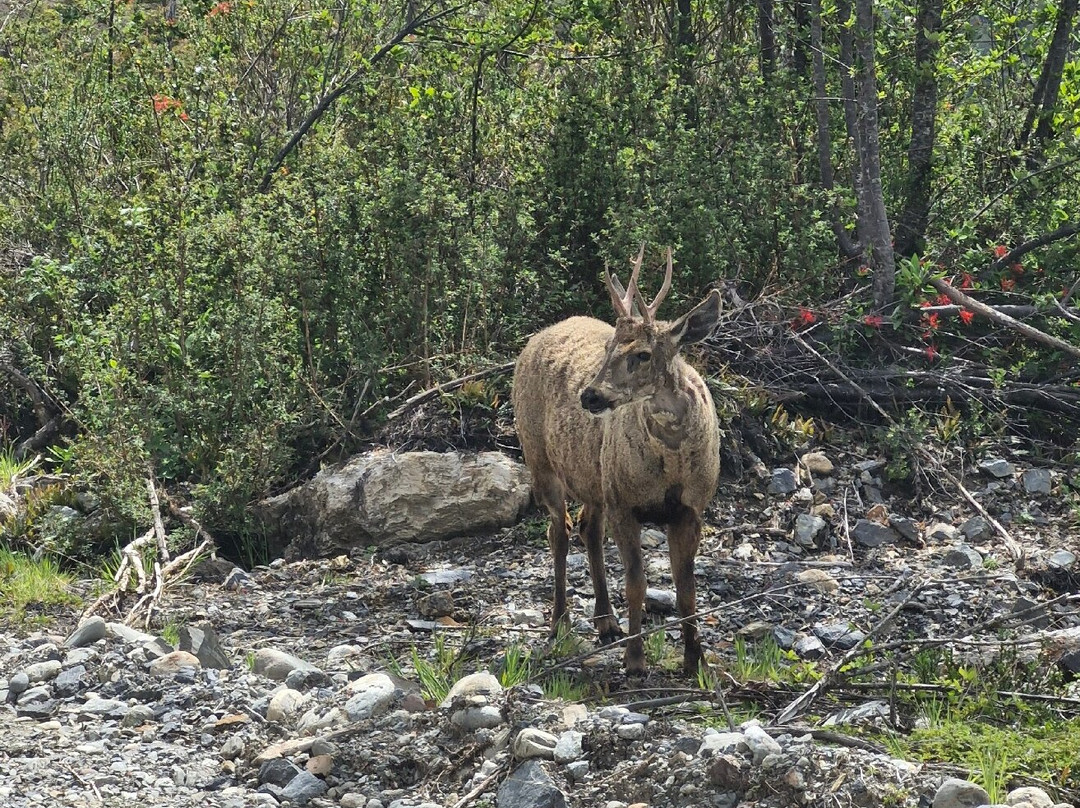 Transportes Tour El Pibe-Coyhaique必去景点