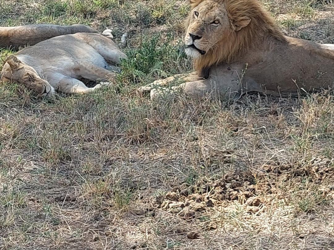Predators Safari Club-阿鲁沙必去景点