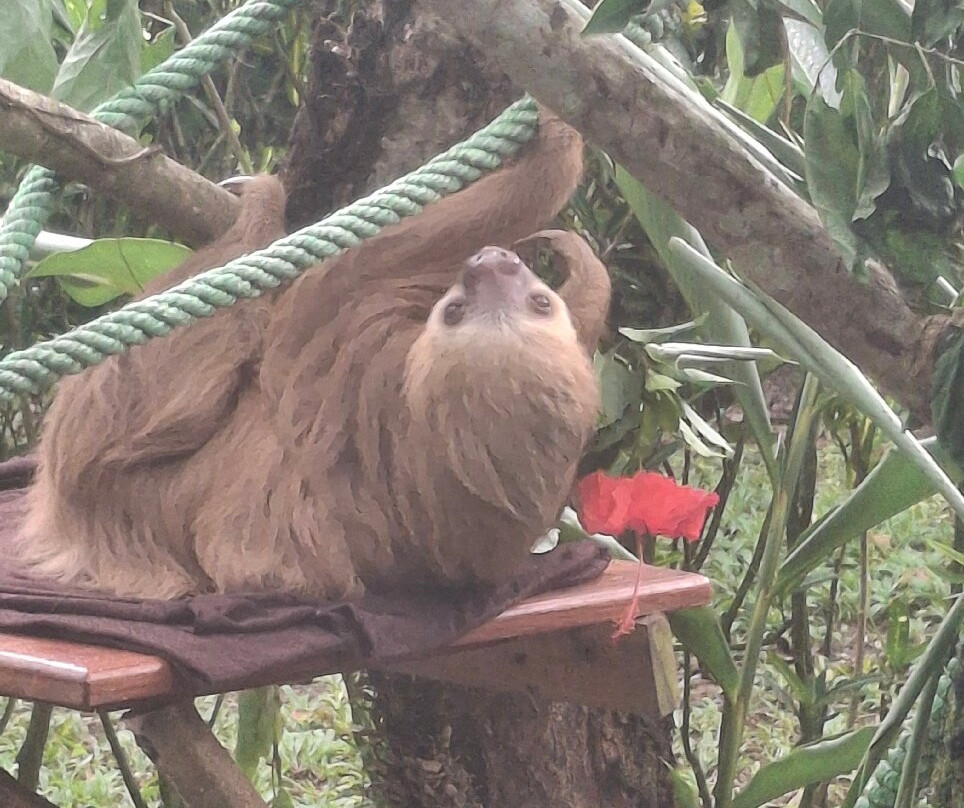 Jaguar Rescue Center-旧港必去景点