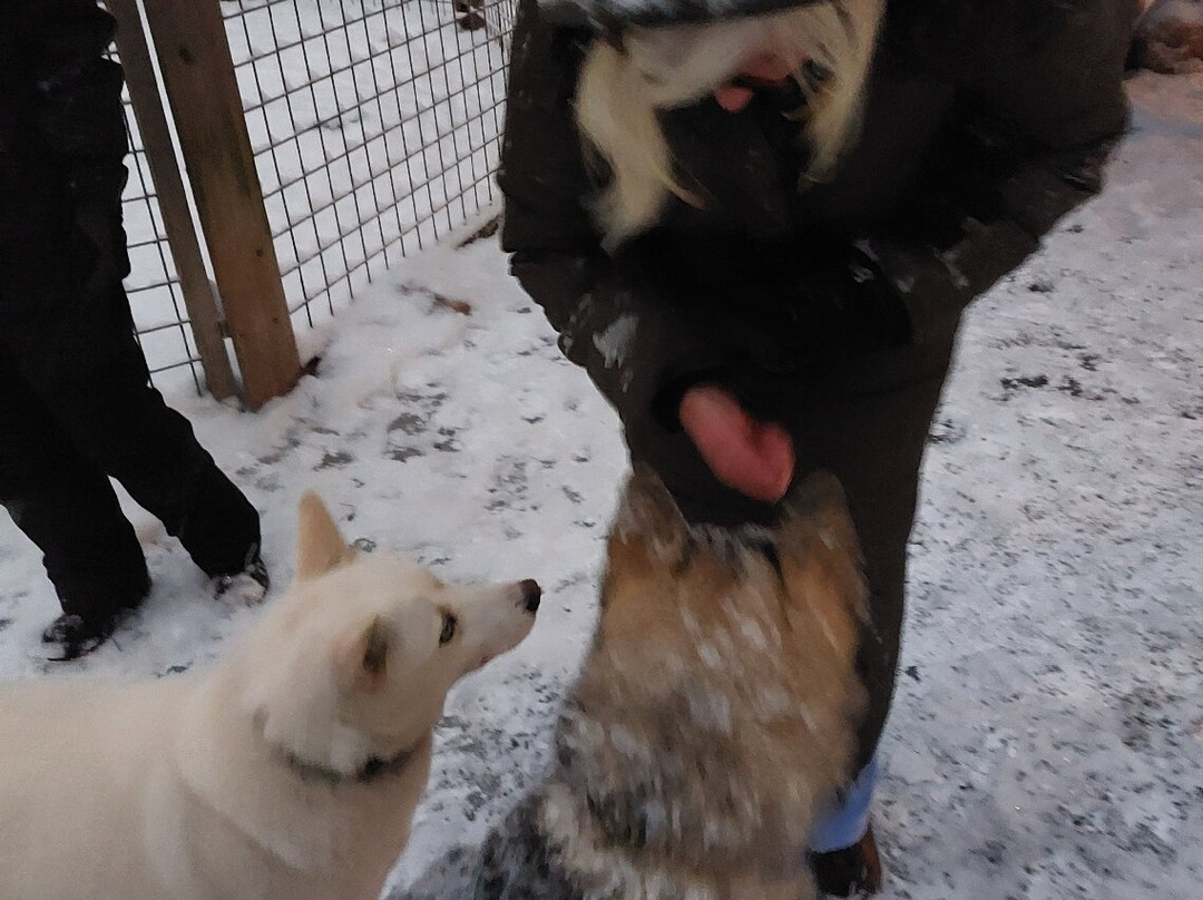 Arctic Circle Husky Park-罗瓦涅米必去景点