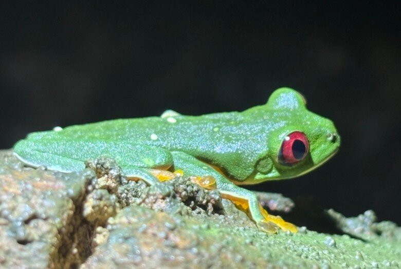 Mountain Top Park-哥斯达黎加安东尼奥国家公园必去景点