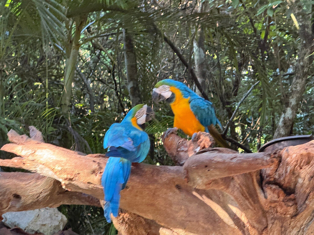 Akumal Monkey Sanctuary & Rescued Animals-艾库玛尔必去景点