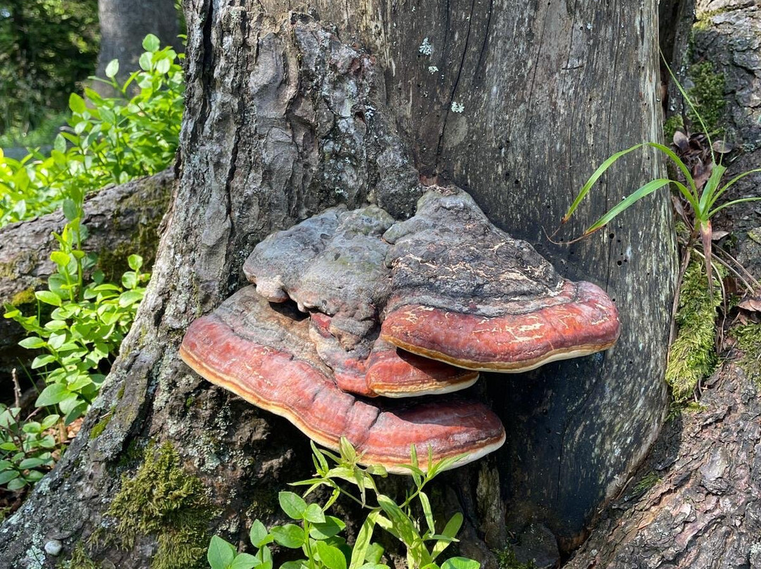 Hochkopfturm-托特瑙必去景点