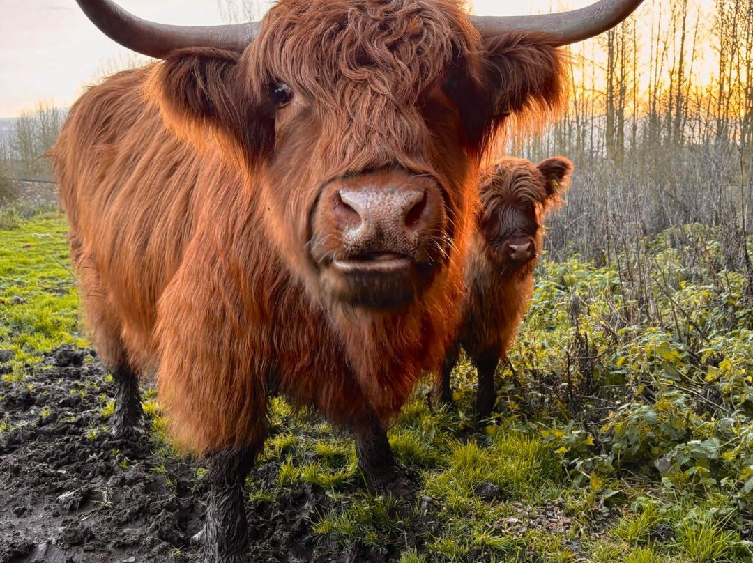 Cannon Hall Farm-Cawthorne必去景点