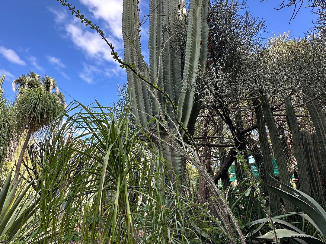 Obesa Cacti Nursery-格拉夫-里内特必去景点